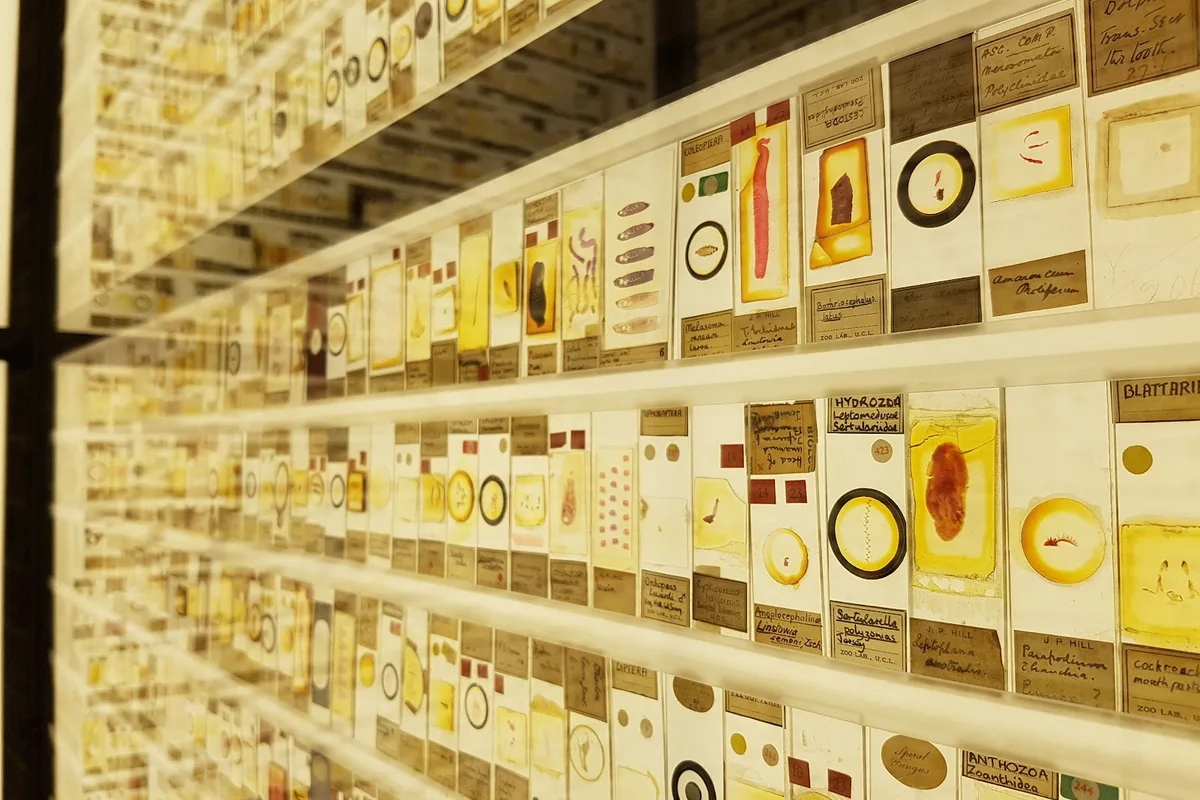Grant Museum of Zoology